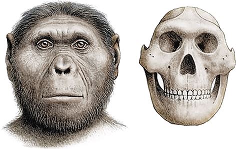 ricostruzione artistica di Paranthropus robustus e Homo erectus