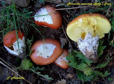 Cappello di Amanita caesarea con margine striato