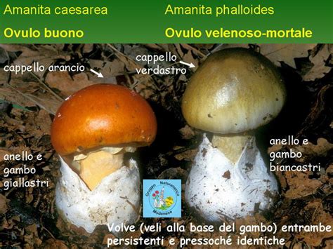 Confronto tra Amanita caesarea (Ovolo buono) e Amanita phalloides (Tignosa verdognola)
