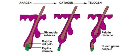 Ciclo di vita del capello: fasi anagen, catagen, telogen e il loro impatto sulla caduta