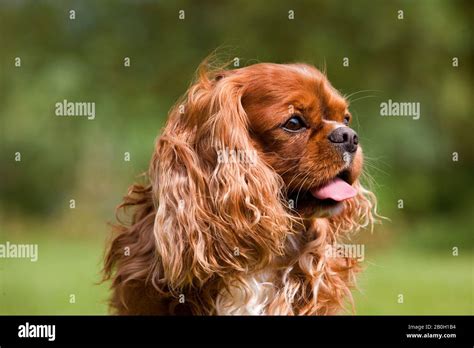 Cavalier King Charles Spaniel portrait