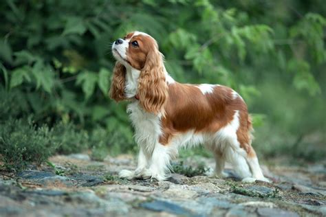 Cavalier King Charles Spaniel con pelo setoso