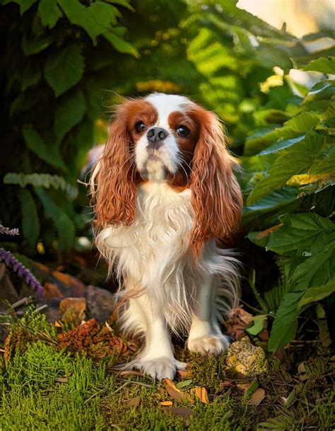 Cavalier King Charles Spaniel in diverse colorazioni