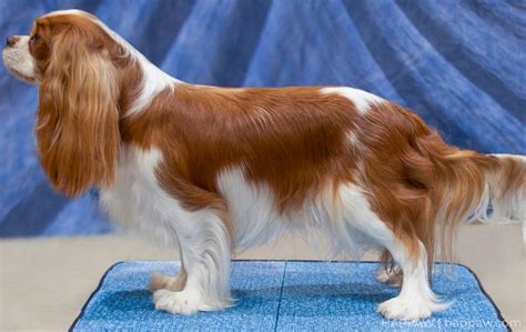 Cavalier King Charles Spaniel grooming