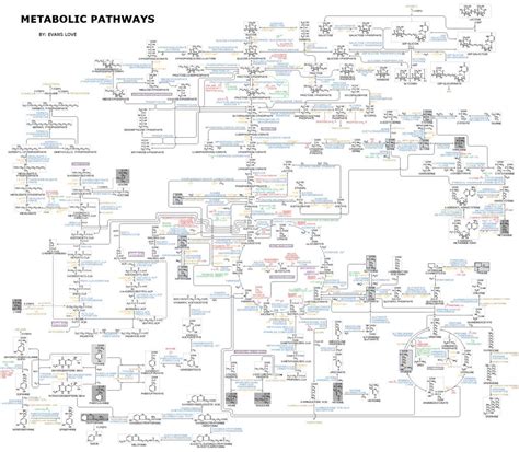 schema delle vie metaboliche dell'arginina e della citrullina per la produzione di ossido nitrico