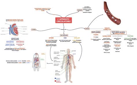schema del sistema circolatorio vitellino primitivo