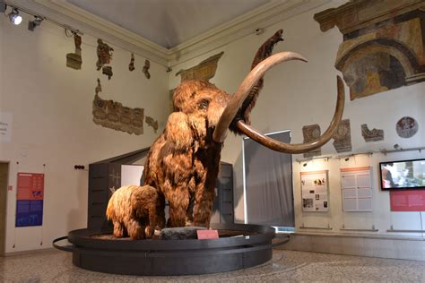 Ricostruzione Mammut Museo di Scienze Naturali Bergamo