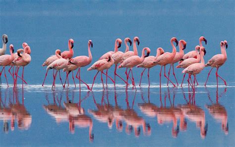 Fenicotteri rosa nella Laguna di Calich