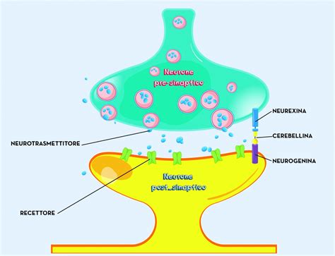 rappresentazione schematica di una sinapsi e del rilascio di neurotrasmettitori