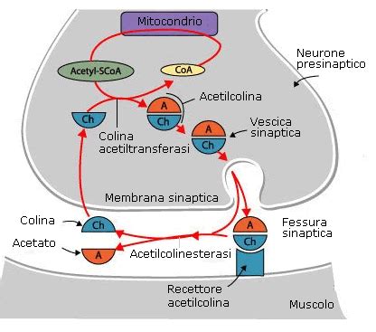 schema del meccanismo d'azione dei gas nervini sull'enzima acetilcolinesterasi