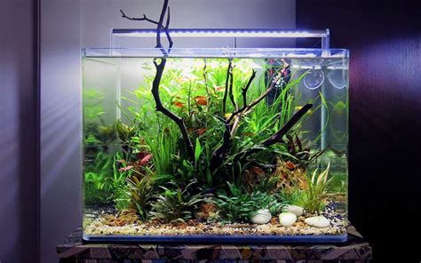 Acquario piantumato equilibrato