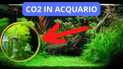 Impianto CO2 acquario