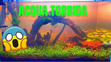Acqua torbida acquario