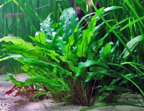 Piante acquario crescita rapida