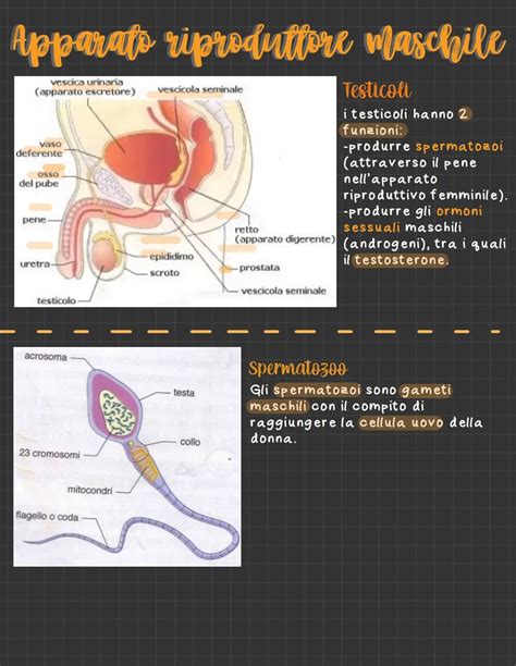 rappresentazione anatomica dell'apparato riproduttivo femminile e maschile