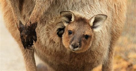 Schema dei capezzoli nel marsupio del canguro