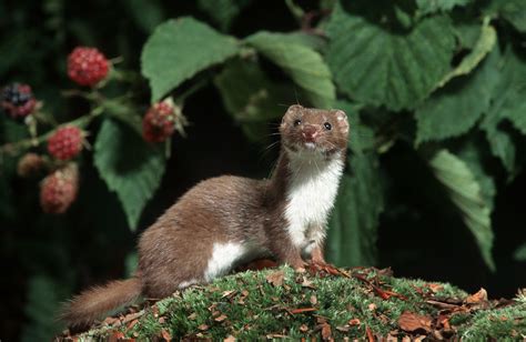 Mustela nivalis (Donnola)