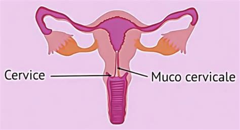 Illustrazione degli spermatozoi e del muco cervicale
