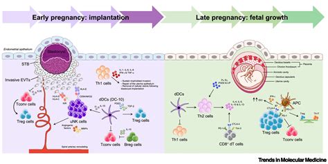 Immune system changes in pregnancy