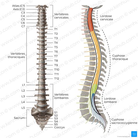 Diagramma della colonna vertebrale di un neonato su un materasso ortopedico