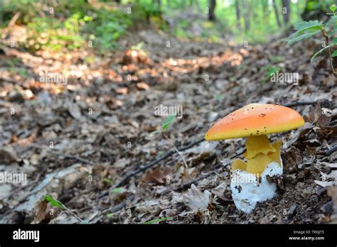 Esemplare adulto di Amanita caesarea nel suo habitat naturale boschivo