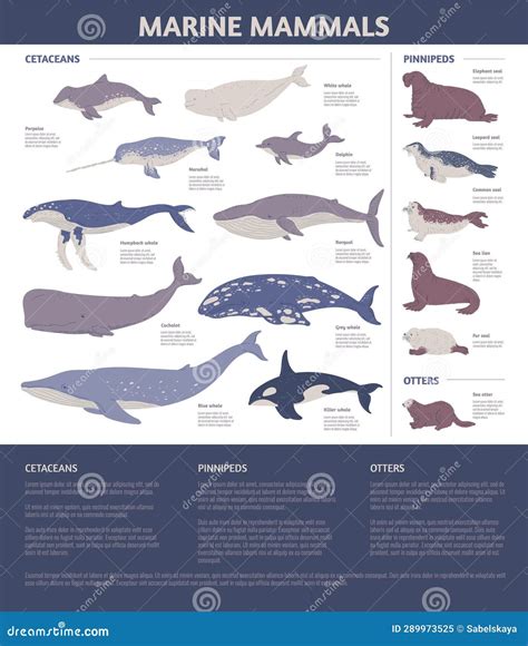 illustrazione scientifica che mostra il livello di intelligenza comparativo tra primati, cetacei e suini