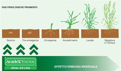 infografica che illustra le fasi di crescita e il piano nutrizionale consigliato per il maialino nano