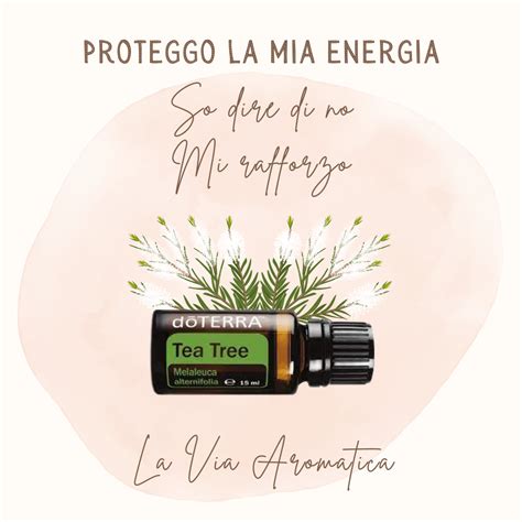 Pianta di Melaleuca Alternifolia e gocce di olio essenziale