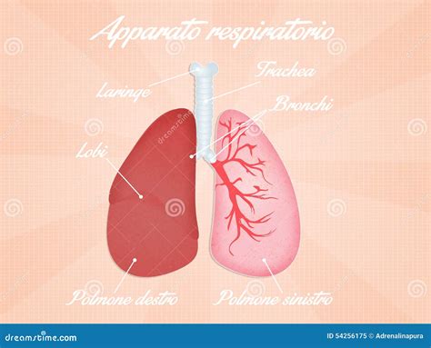 Diagramma dell'apparato respiratorio umano
