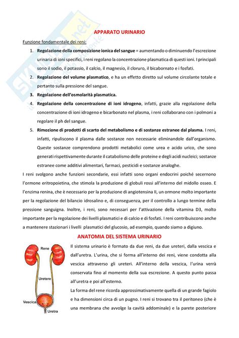 illustrazione anatomica semplificata dell'apparato urinario