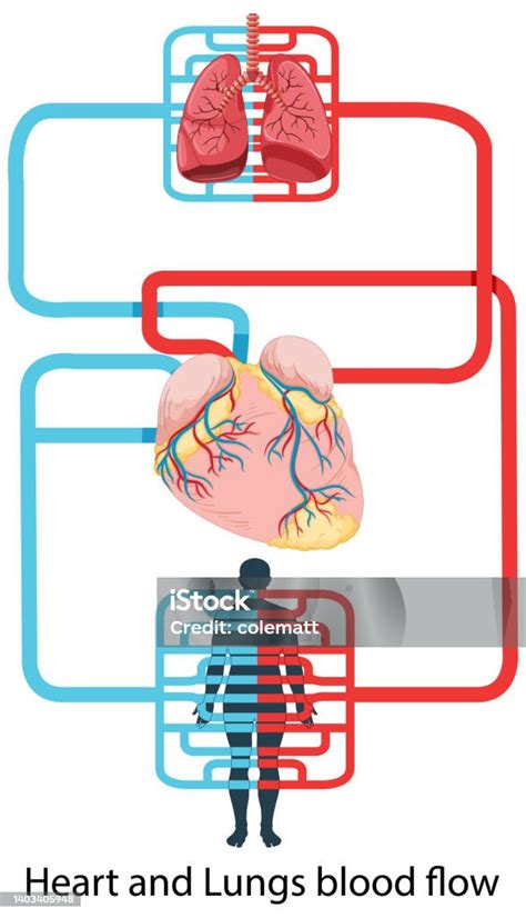 diagramma esplicativo del flusso sanguigno fetale