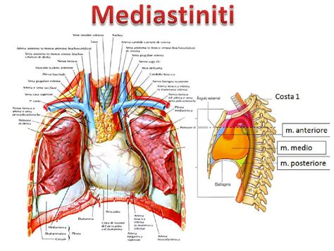 schema anatomico del timo nel mediastino anteriore