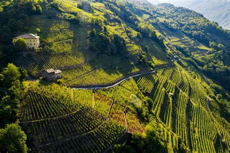 Terrazzamenti vitati in Valtellina