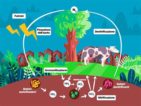 Ciclo dell'azoto e impatto dell'eutrofizzazione