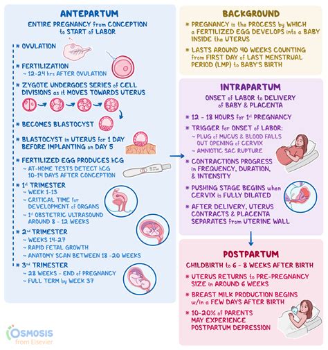Infographic showing different topics covered in a prenatal class (e.g., labor, feeding, baby care)