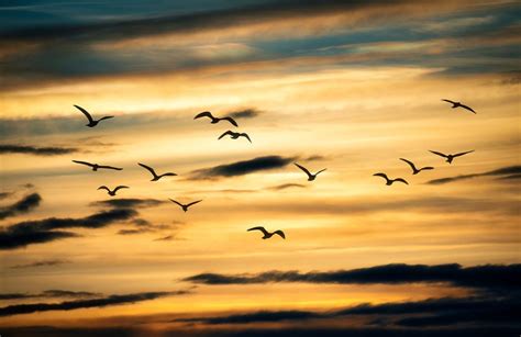 Uccelli che osservano un'auto colorata