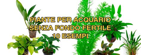 Acquario piantumato senza fondo fertile, con piante radicate su sabbia e legno