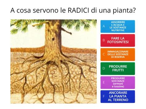 Microscopia di Trichoderma che colonizza le radici di una pianta