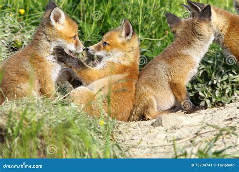 Cuccioli di volpe che giocano vicino alla tana