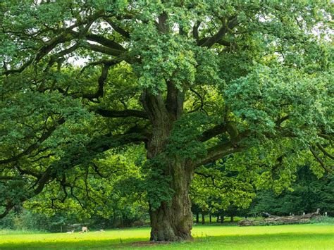 rappresentazione stilizzata di un paesaggio celtico con una quercia sacra e un sentiero verso le nebbie