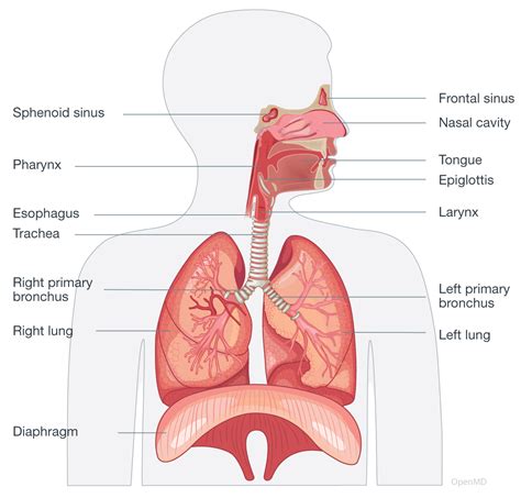 Diagram of the human respiratory system