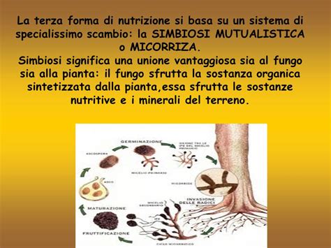 Illustrazione schematica della simbiosi micorrizica tra un fungo e le radici di una pianta.