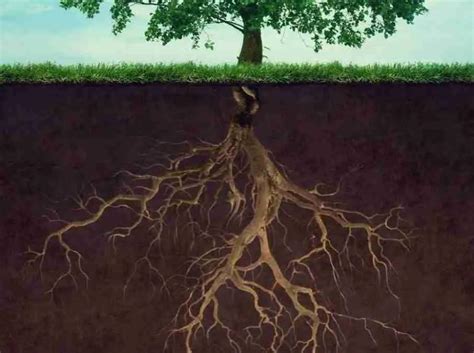Un albero urbano con radici che emergono da un terreno compatto e scarsamente vegetato.