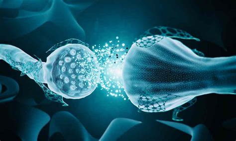 Cervello materno e neurotrasmettitori