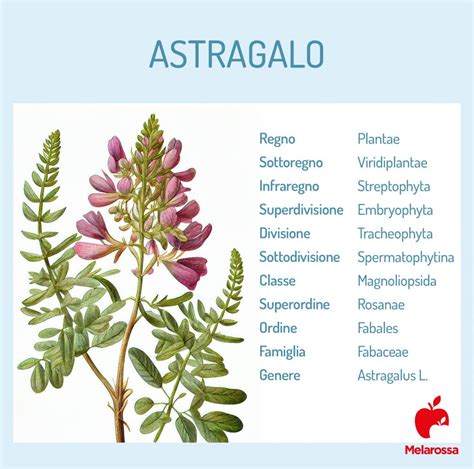 Pianta di Astragalo