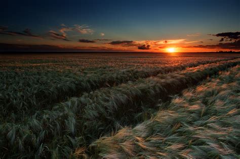 Campo di grano in Sicilia