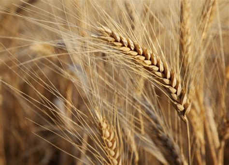 Spighe di grano duro