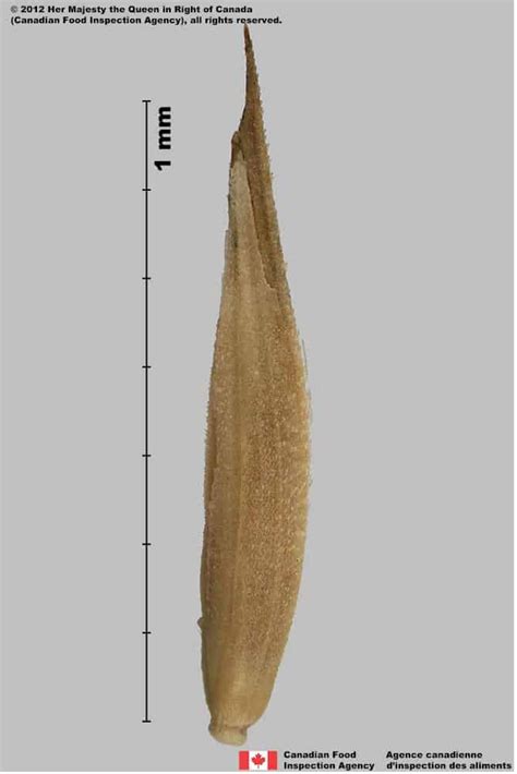 Dactilys glomerata L.