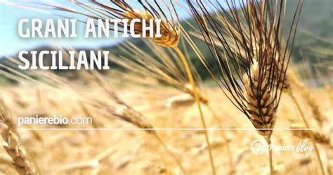 Tipi di grani antichi siciliani