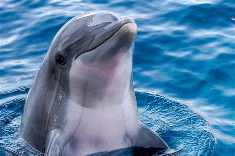 Delfini che interagiscono in modo omosessuale